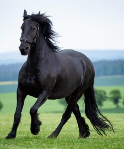 Heste